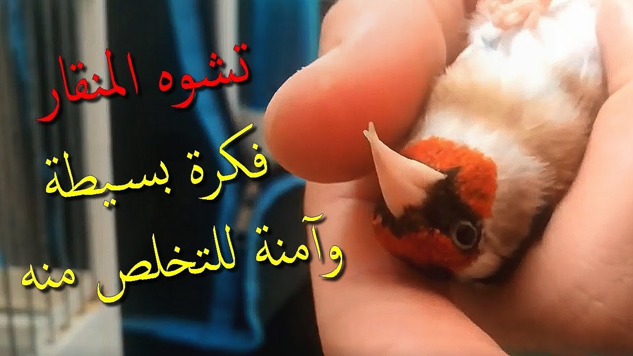 التخلص من تشوه منقار الحسون