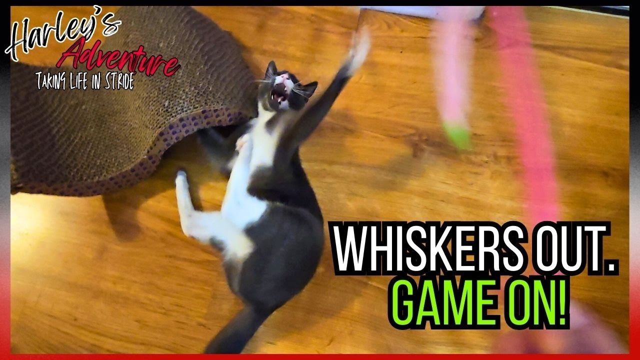 She LEAPT Through the Air… Just for a Feather Wand!