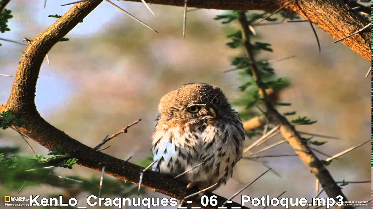 KenLo Craqnuques Potloque