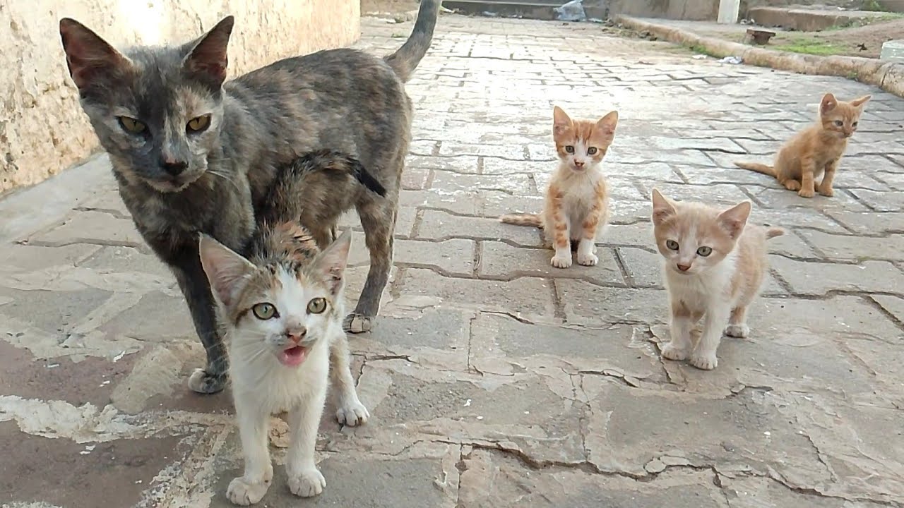 The mother cat did not provide enough milk for her four kittens