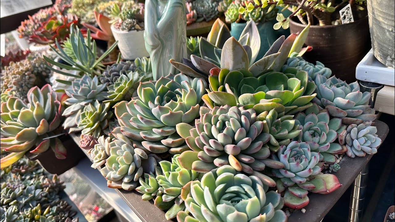 Update po Mga nasa loob ng deck nating mga succulents 😍🥰