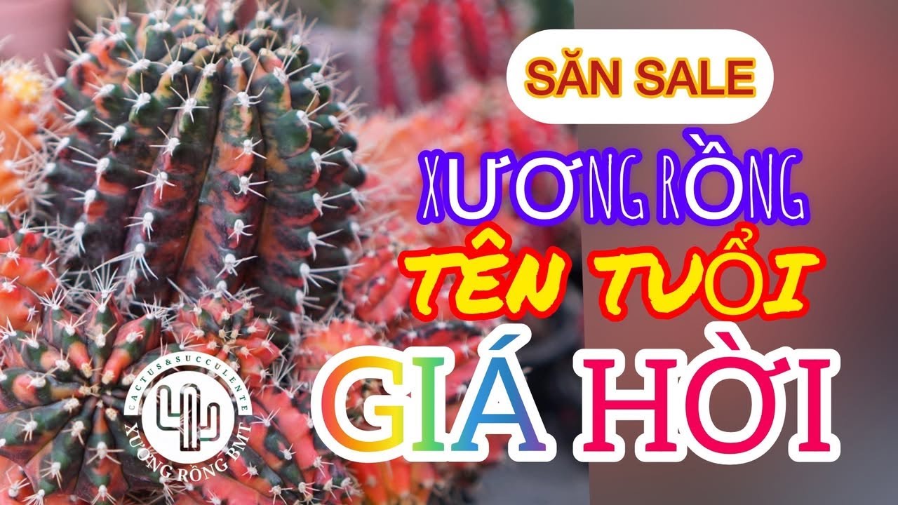 Lô xương rồng gymno tên tuổi đầu năm 2026|11.01.2026 #cayxuongrong #xuongrongbmt