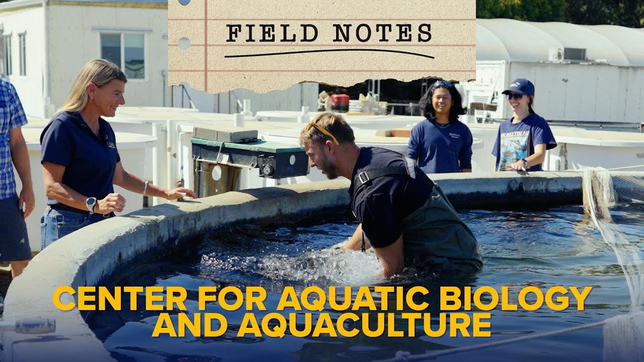 Field Notes - Swimming with Sturgeon at UC Davis CABA