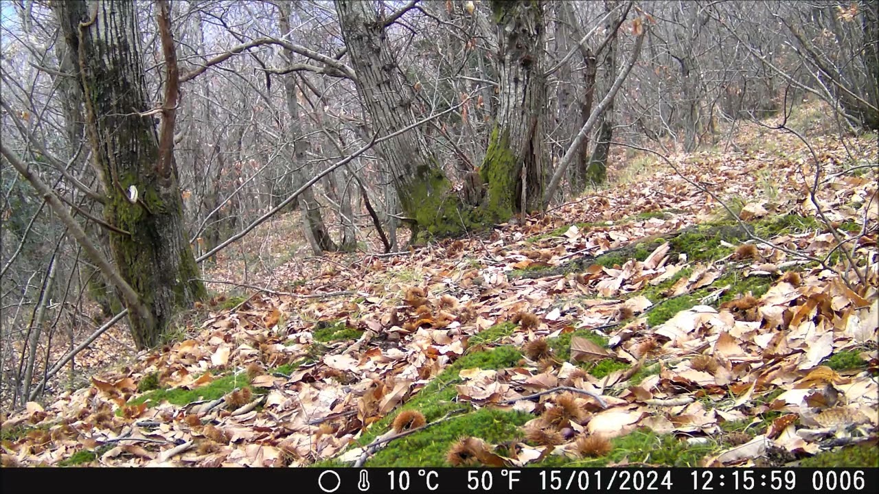 Fototrappolaggio naturalistico Ft. Coolife 953 miscellanea: Lupi, volpe, faina e caprioli