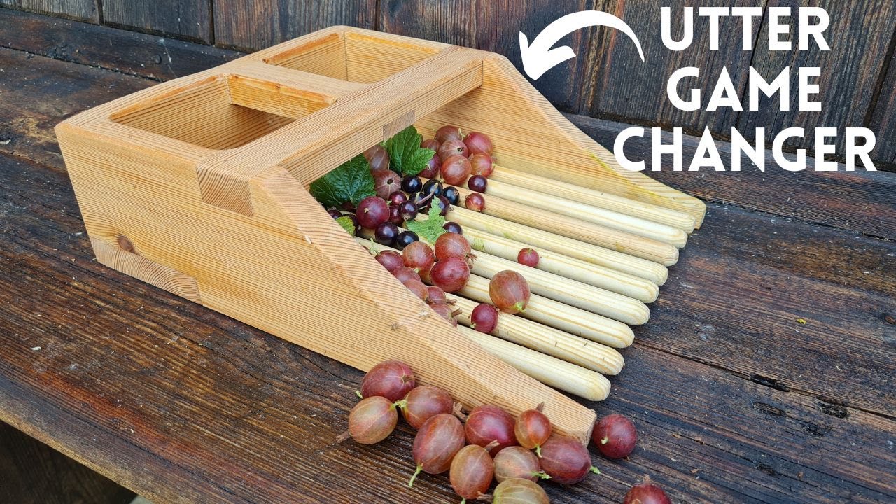 How To Harvest Gooseberries The EASY way!! Wish I'd learnt this years ago!