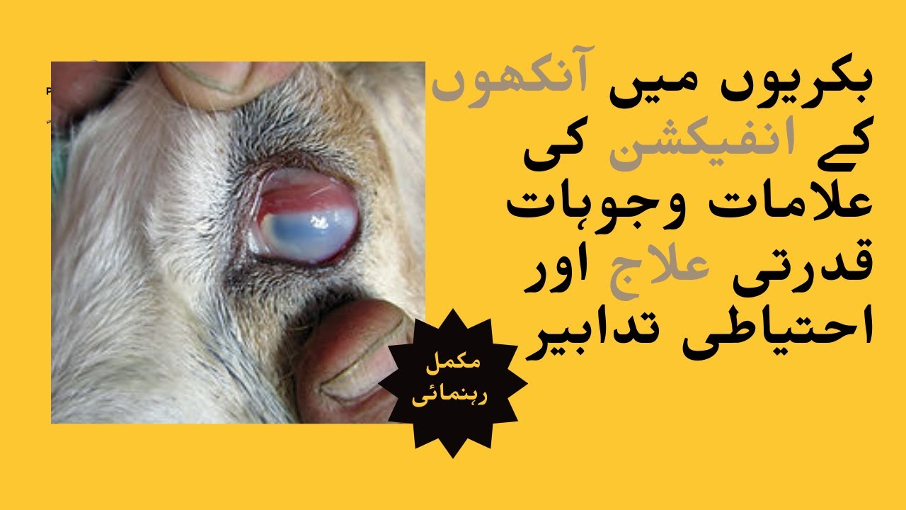 Goat eye infection | Treatment for eye infection in goats | Pak Breeders