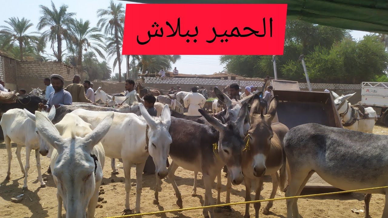 اسعار الحمير الدكور والنتي والولد والبغال سوق دراو
