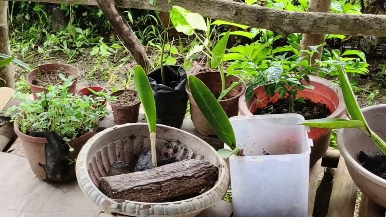 Siapa2 masak pergi kebun balik Dari kebun jumpa sesuatu yg boleh dapat duit.