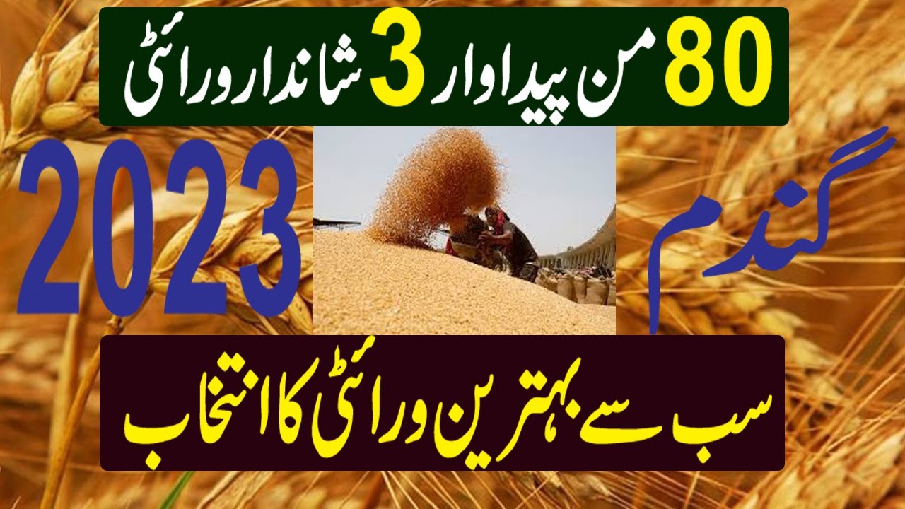 03 High yielding wheat variety | Three varieties with 80 maund yield | Gandum Ki Kasht ||