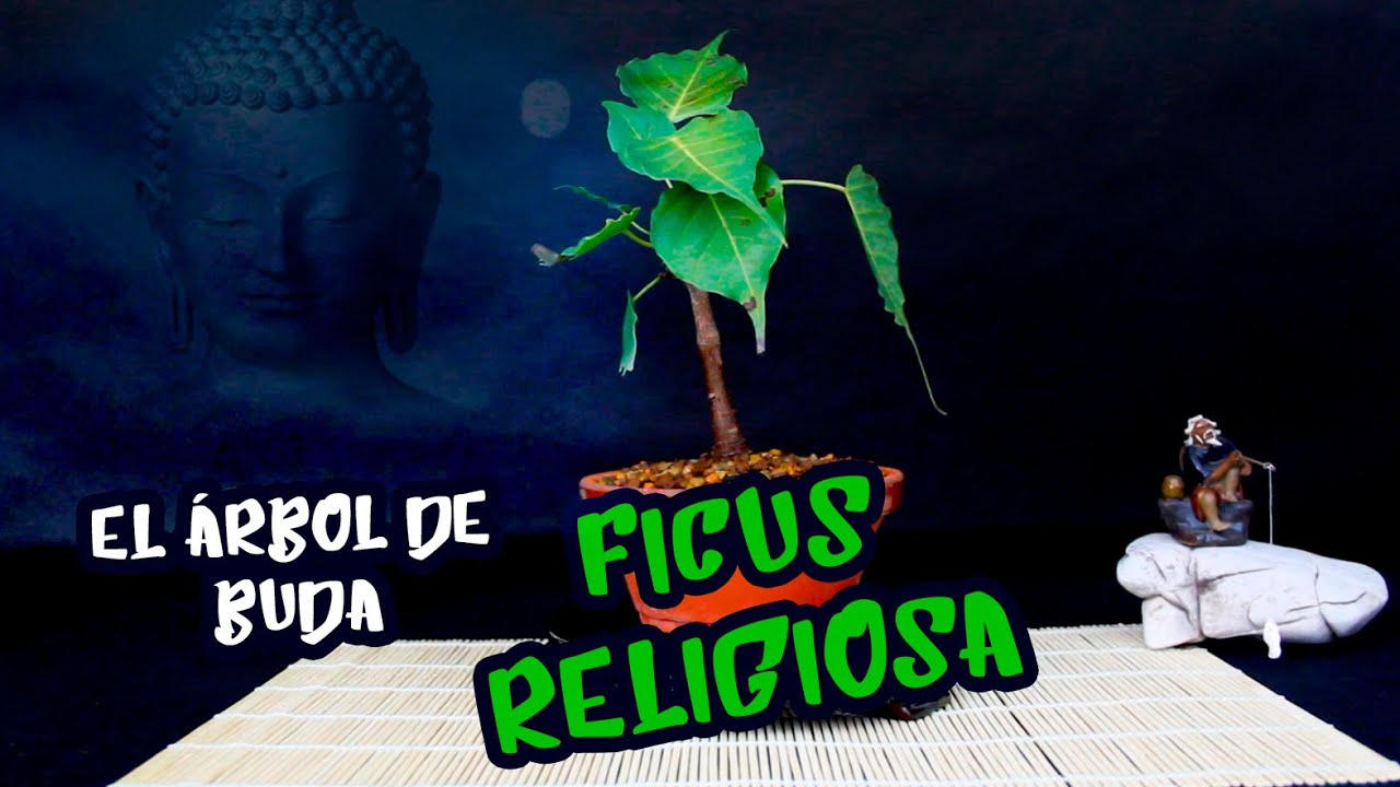 Trasplante Ficus religiosa | El árbol sagrado de Buda