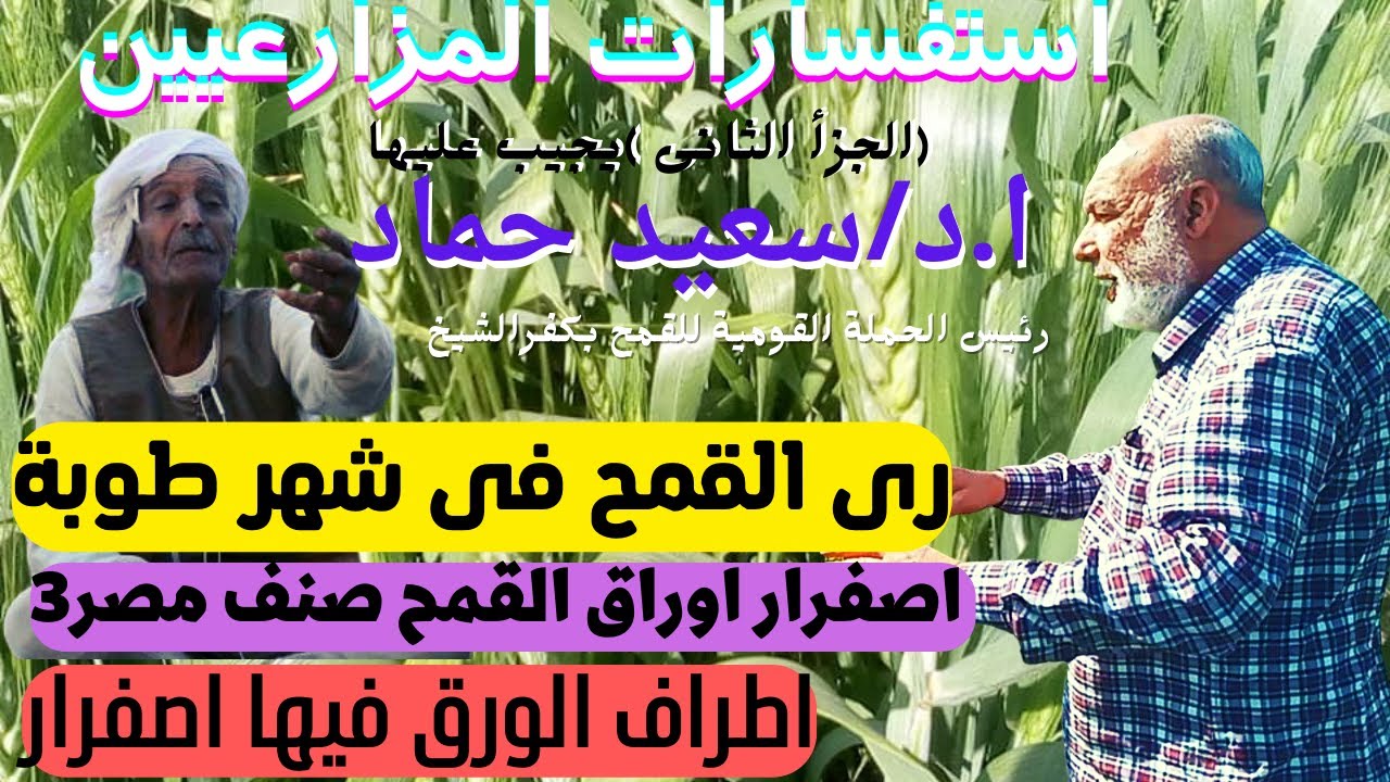 اروى القمح فى طوبة وحط كيماوى ولا لا/زارع مصر3 وفيها اصفرار /عايز تعرف الاجابة فى الفيديو