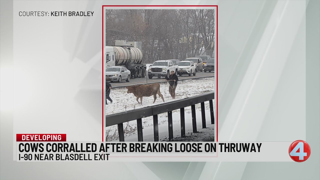 Thruway reopens after cows run loose in Hamburg