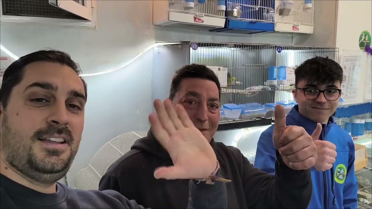 Visitamos a aviario Antonio y Raúl aguilar.criadores de gloster y fife fancy🐣