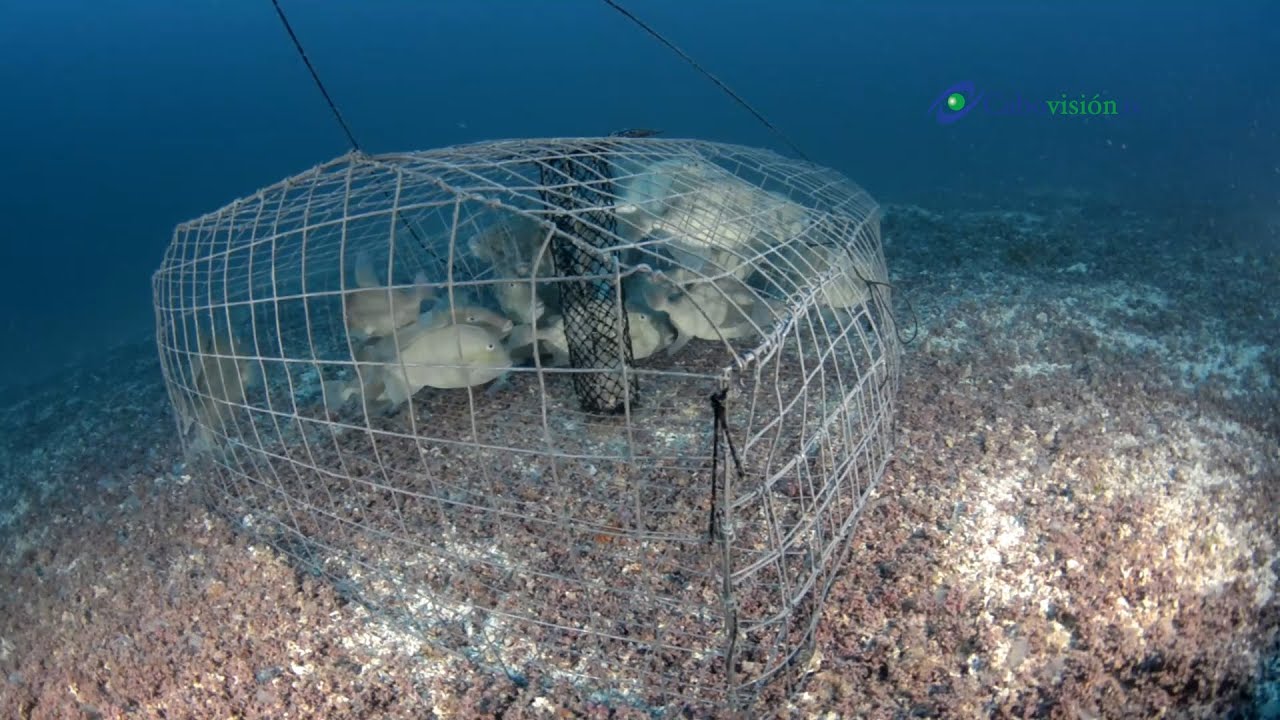 Trampas para peces afectan a fauna marina en el Mar de Cort&eacute;s Cabovision
