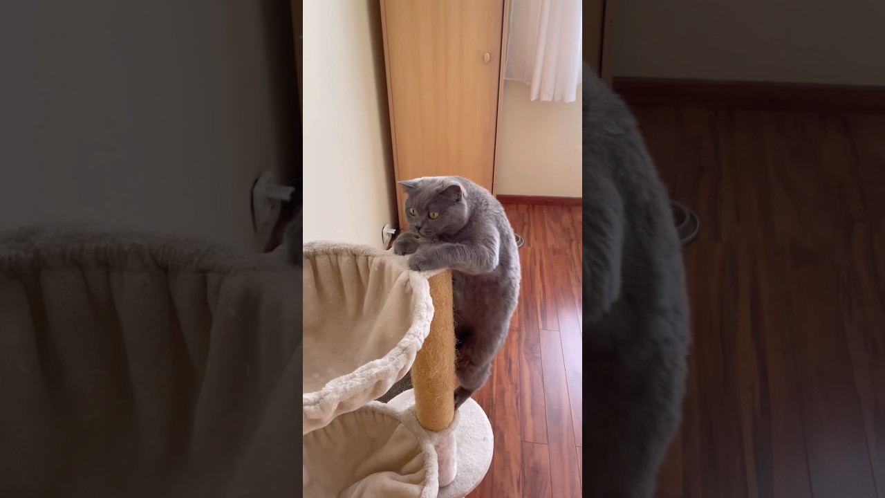 Pyzia😻Pulpecik i Ukryta Nagroda😸❤️#cat #cats #cutecat #britishshorthair #koty #kot