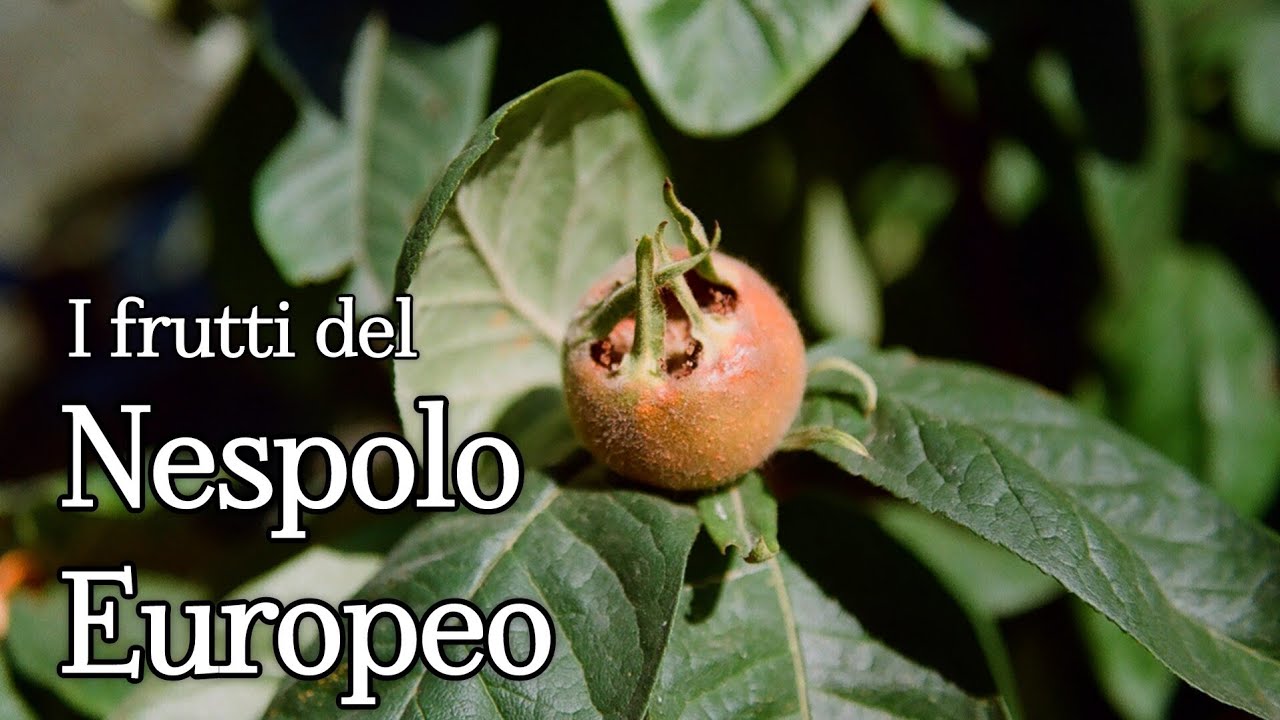 NESPOLO EUROPEO: un frutto antico ormai dimenticato!