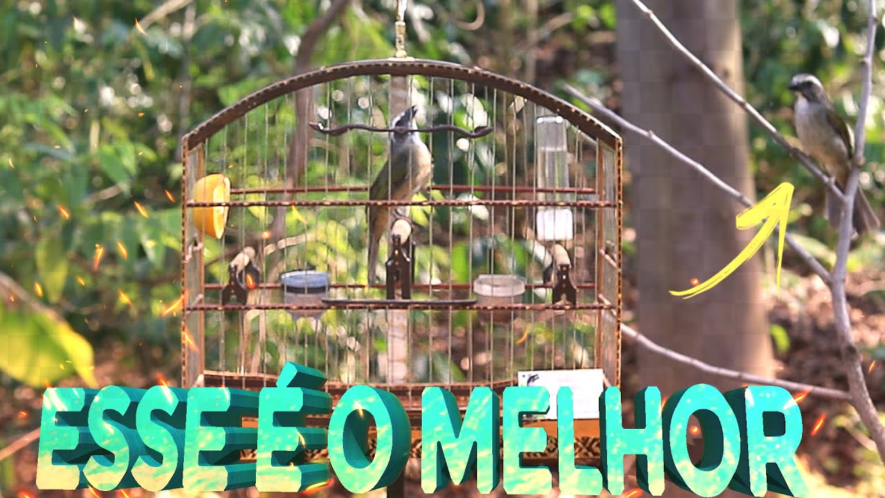 FUI NA TERRA DOS TRINCAS! DUVIDO SEU TRINCA NÃO ABRIR O CANTO COM ISSO! TRINCA FERRO HEROS NO MATO!