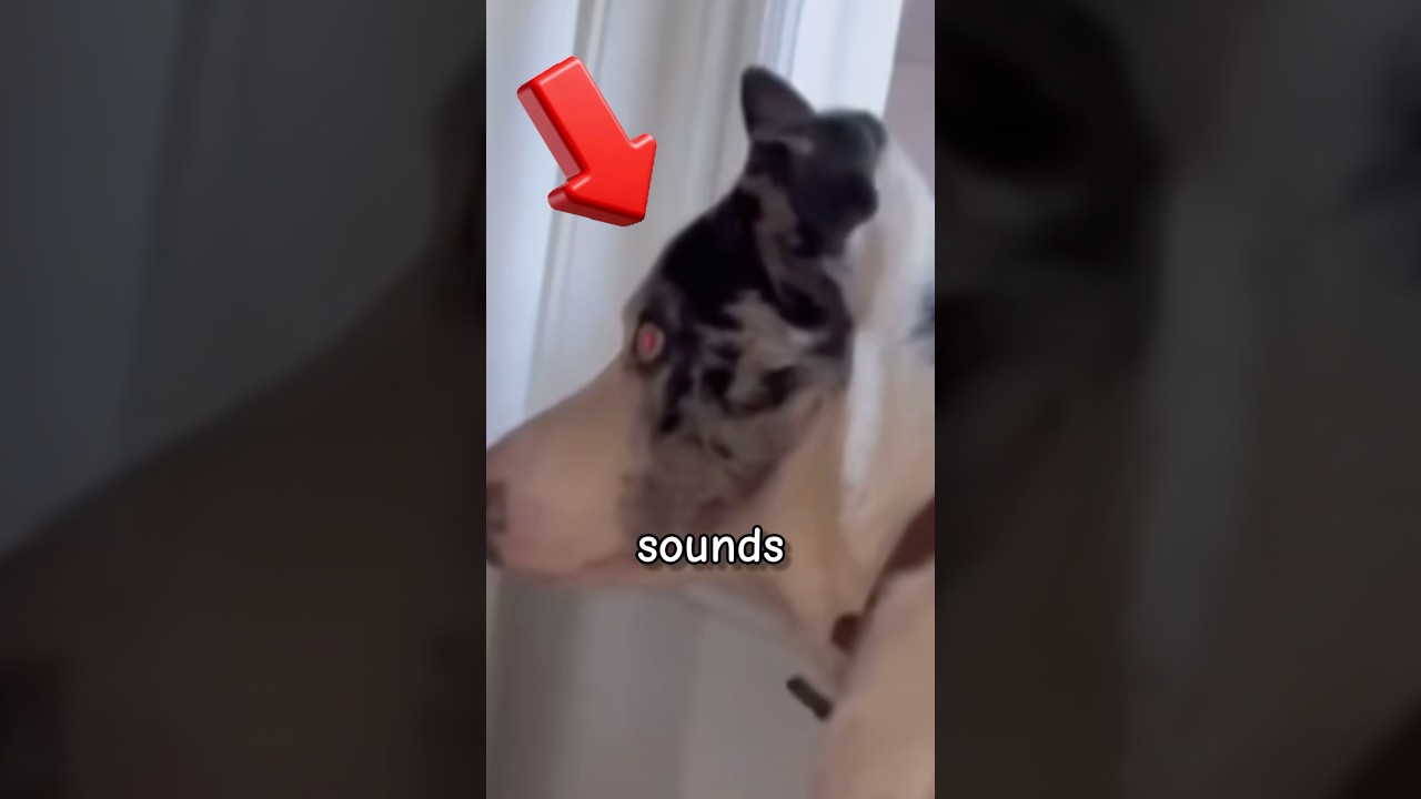 Why Dogs Suddenly Bark At Nothing?! 😱👻 (The Truth Will Shock You!)