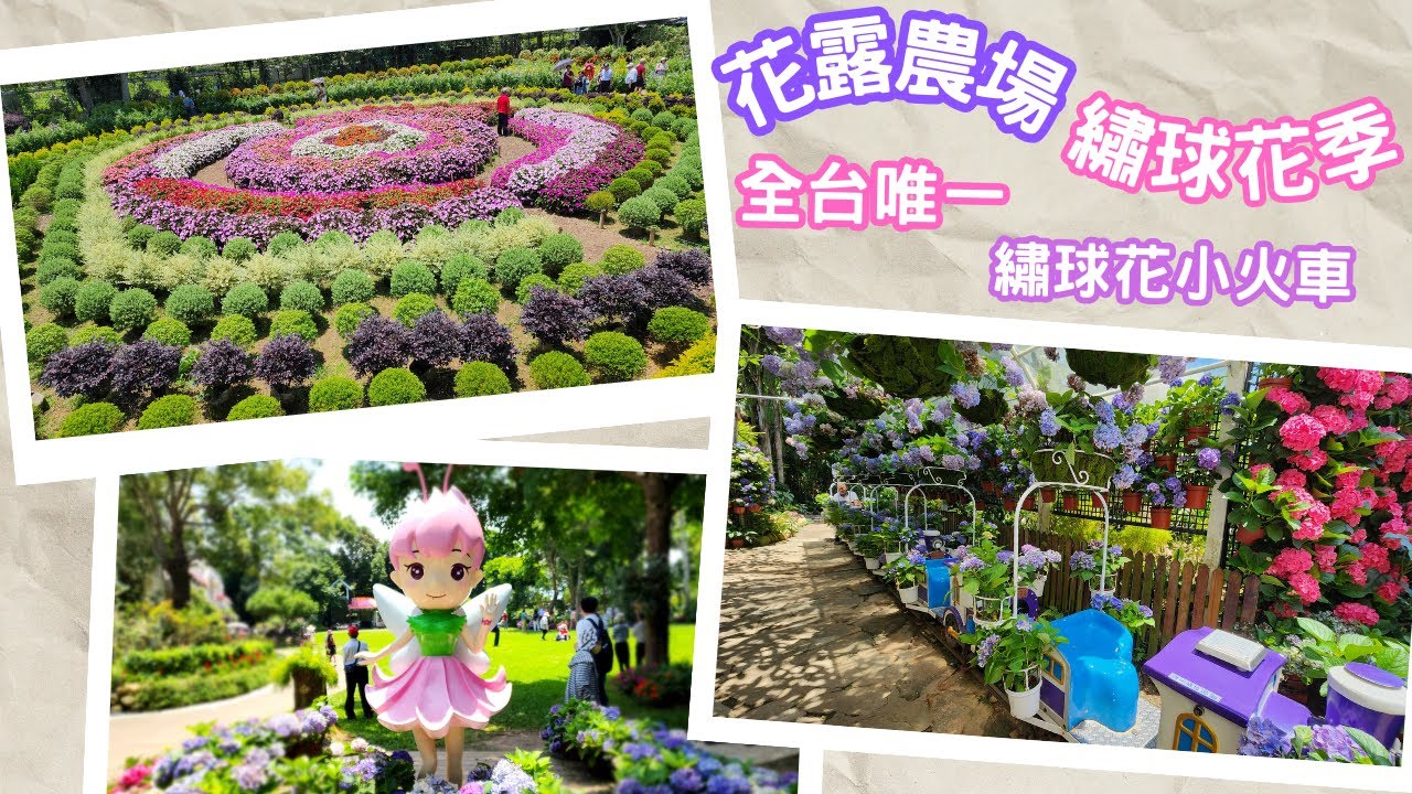 苗栗繡球花景點：花露農場，超夢幻｜全台唯一「繡球花小火車」，嚐鮮繡球花冰淇淋