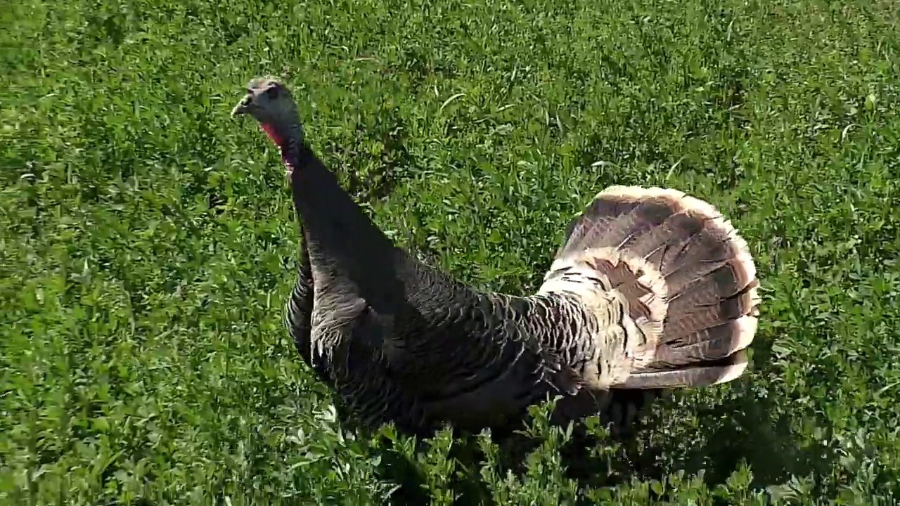 Turkey Poults mbo blog