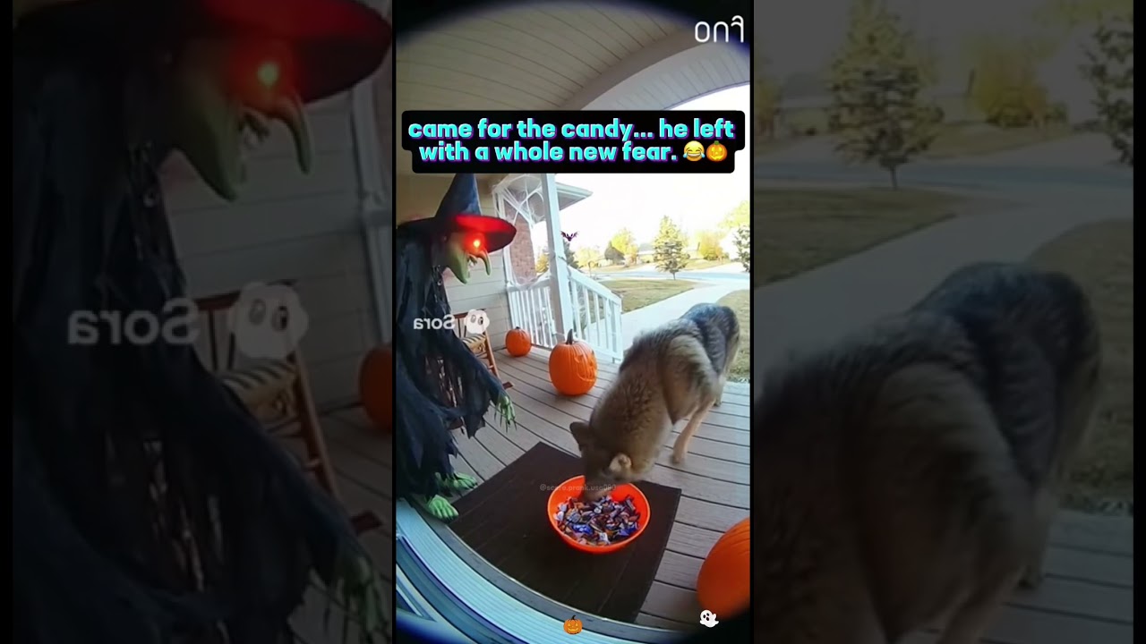 Animal Halloween situations 🎃💀😱 #funny #scarecampranks #pranks #foryou #shortvideo #funnymoments