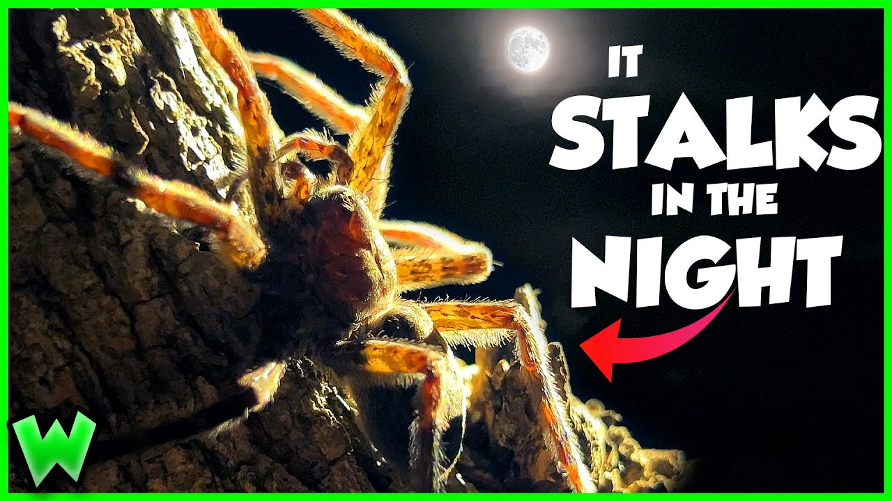 GIANT FOREST SPIDERS! Are They Dangerous? (ft. @JacksWorldofWildlife )