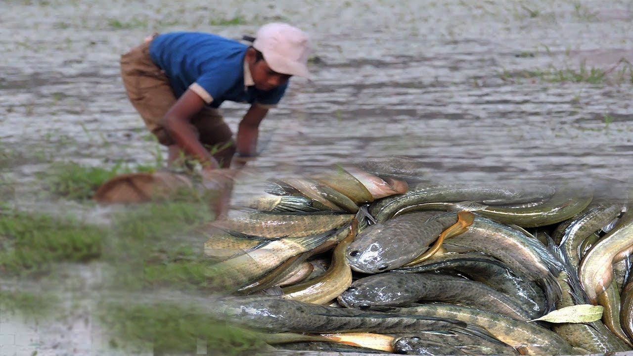 Today Net Fishing at Pailin Province - Khmer Cast Net Fishing - Cambodia Traditional Fishing