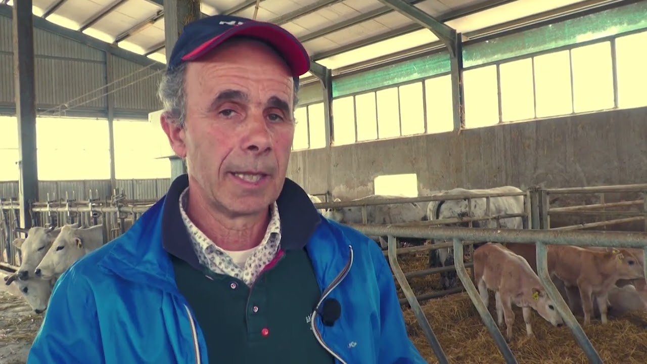 Salute e sicurezza negli allevamenti di bovini – linea vacca vitello