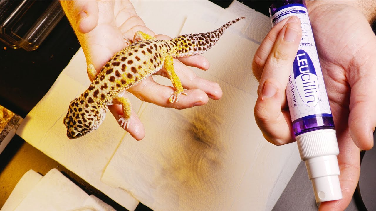 I&rsquo;m Spraying My Reptiles with Acid! Here&rsquo;s Why!
