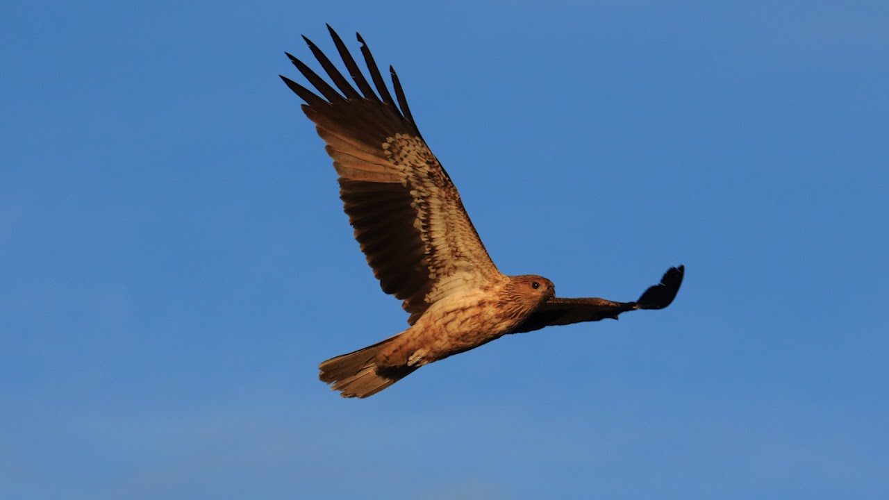 Wildlife photography tips: Birds in flight + a bit of Humour