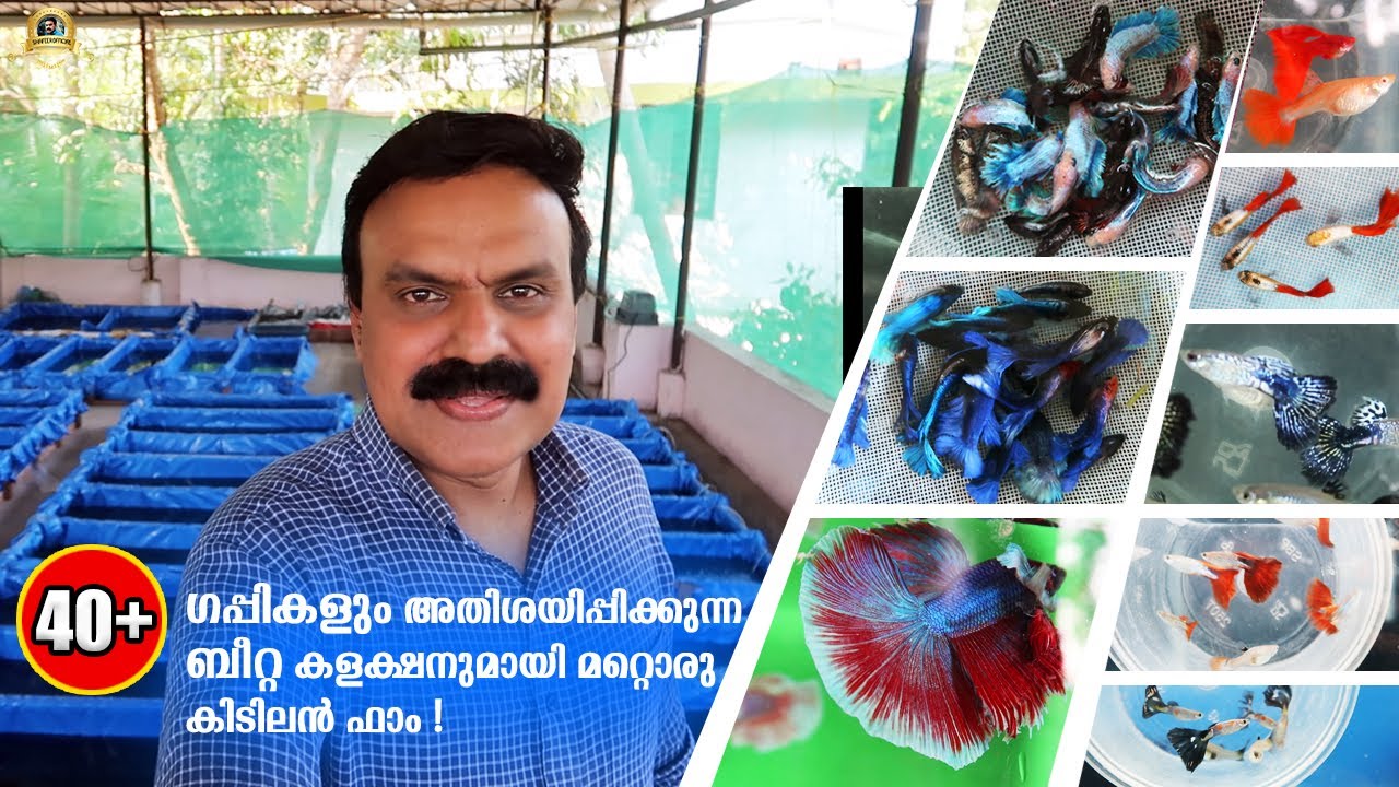 40+ വെറൈറ്റിസ്  ഗപ്പികളും അതിശയിപ്പിക്കുന്ന ബീറ്റ കളക്ഷനുമായി മറ്റൊരു കിടിലൻ ഫാം!|Guppy Farm Kerala.