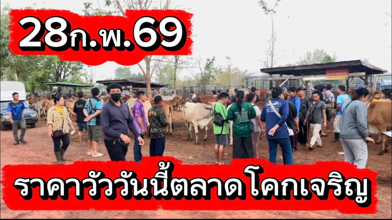 ราคาวัววันนี้ตลาดโคกเจริญ อ.สว่าง จ.สกลนคร #ราคาวัววันนี้ 28/2/69