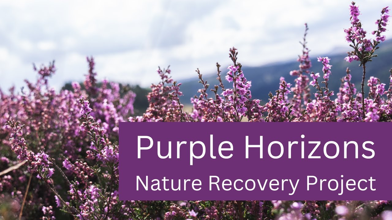 Nature recovery in the West Midlands: The importance of heathlands