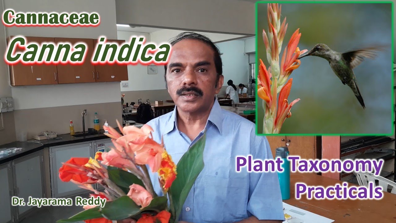 Cannaceae| Canna indica| Taxonomy Practicals| Dr. Jayarama Reddy| St. Joseph's University| Bengaluru
