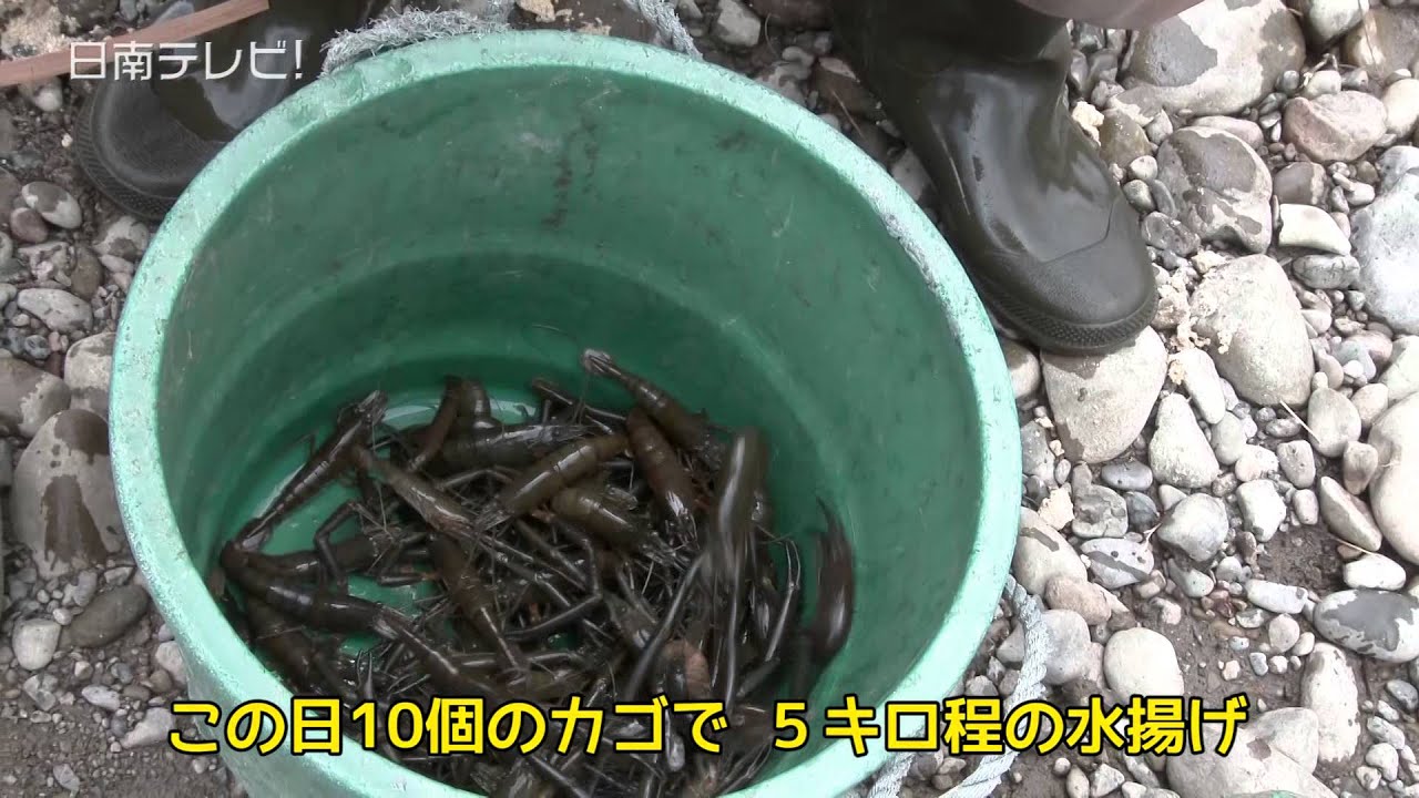 テナガエビ漁がピーク（宮崎県日南市）