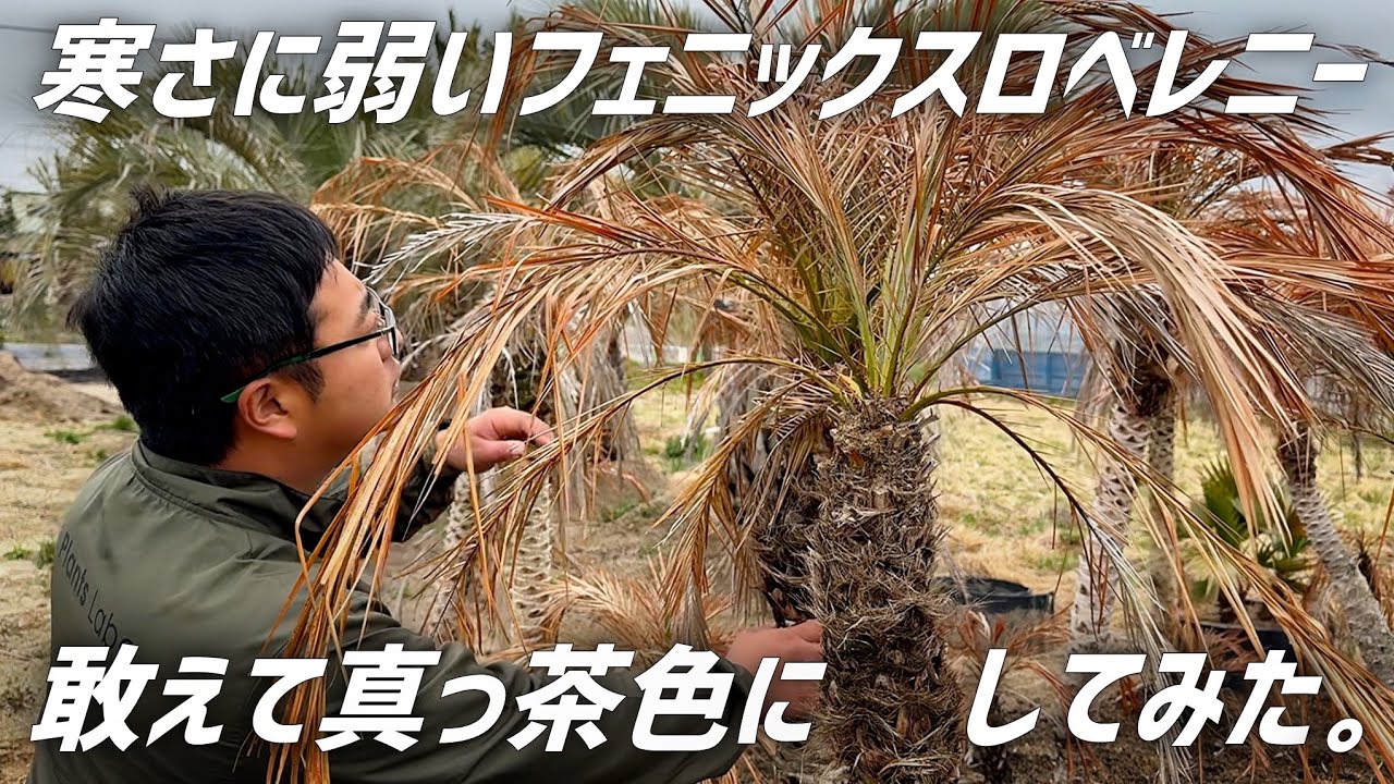 【ヤシ】フェニックスロベレニーを枯らす人にお伝えしたい事があります!!