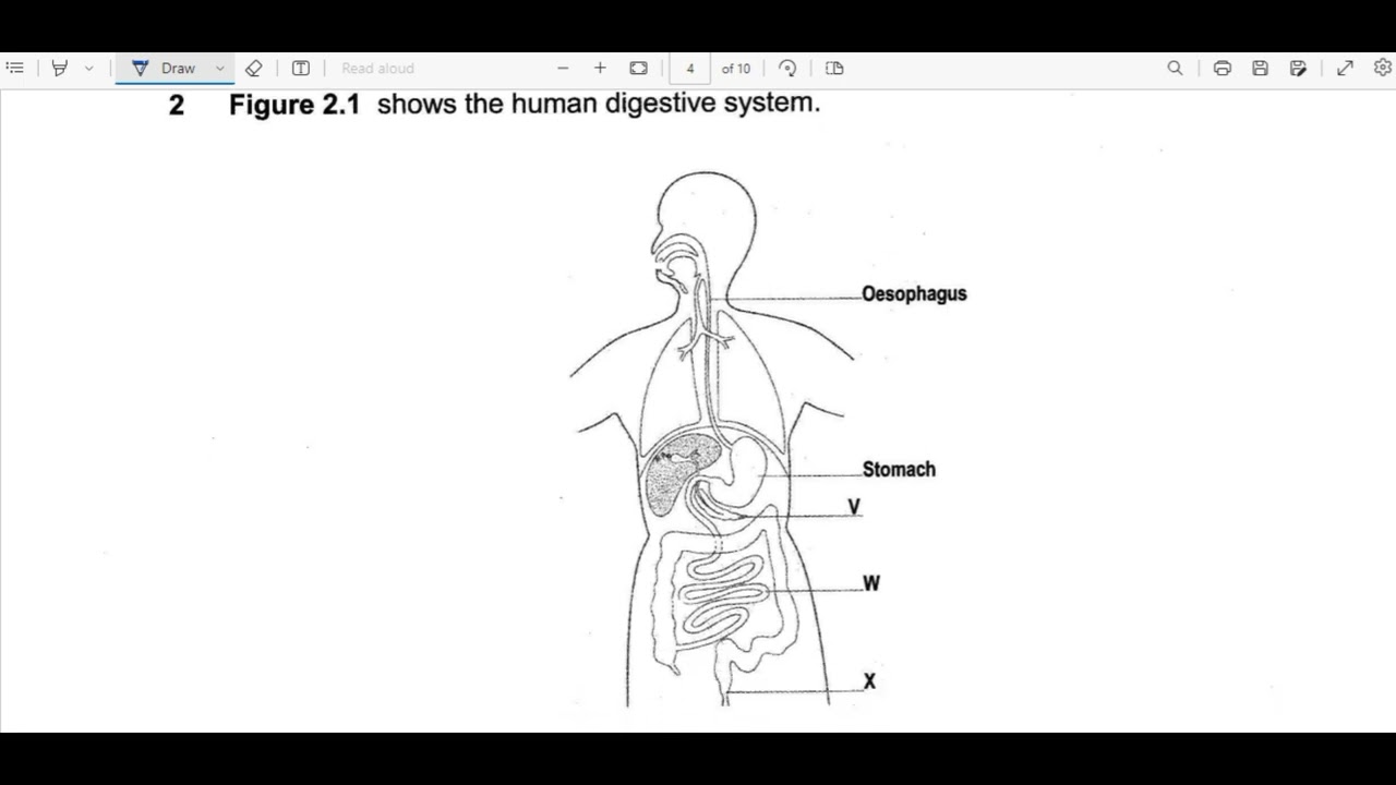 BIOLOGY PAPER 2 2010 ECZ