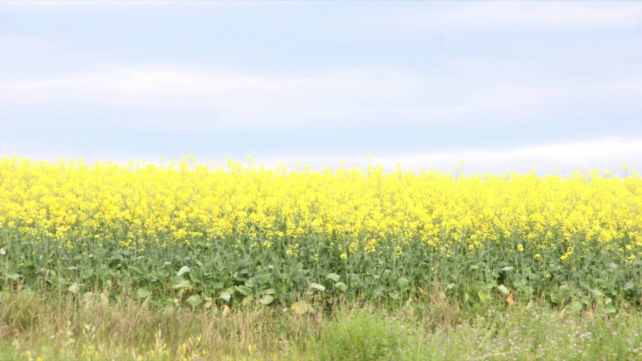 Canola School: Cutting Cleaver Populations with Cultural Control Practices
