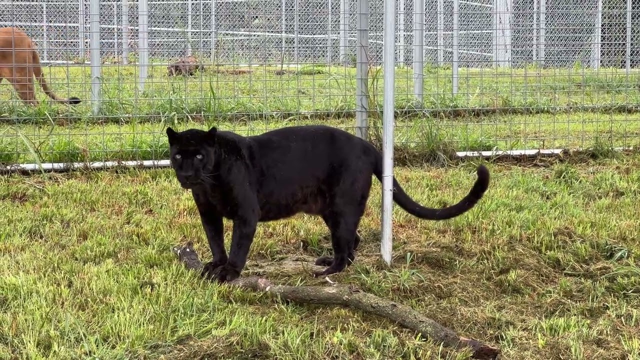 Axle, the Black Leopard, got a NEW STICK!