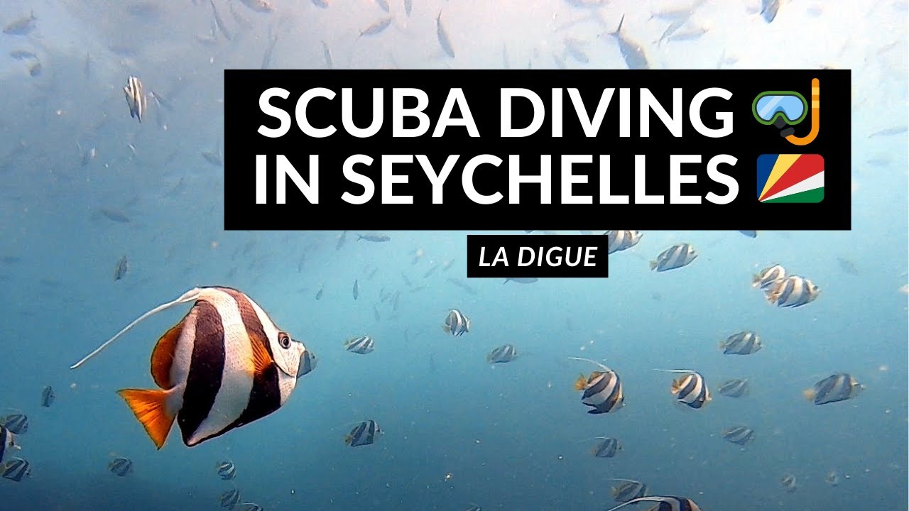 SCUBA DIVING 🤿 IN SEYCHELLES 🇸🇨 | Sweet dive in La Digue 🐠🪸🐡