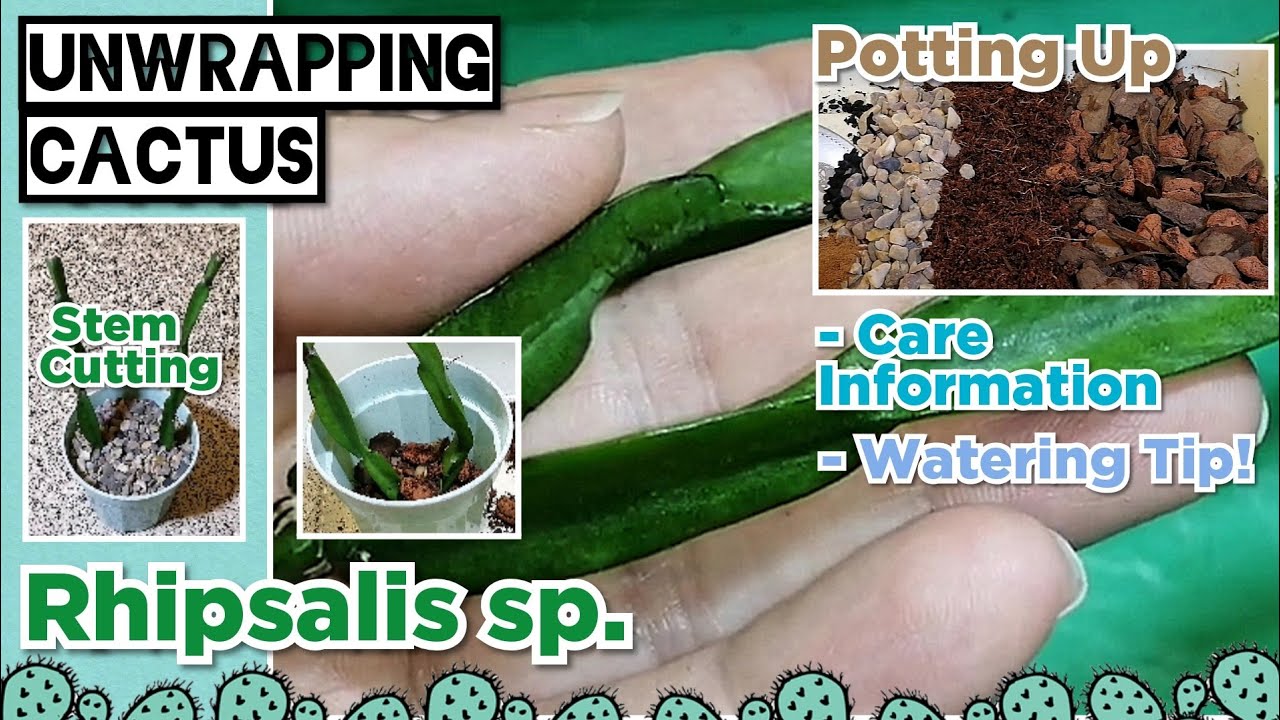 UNBOXING Rhipsalis paradoxa | Potting Up Unrooted Cuttings | Epiphytic Cactus Care | Watering Tips