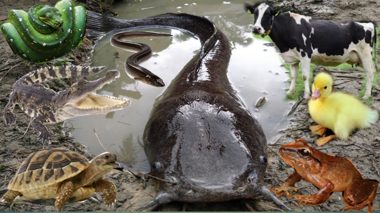 Wow Amazing! Tangkap ikan lele besar, ikan toman, sapi, bunglon, bebek, katak, biyawak, belut, ular