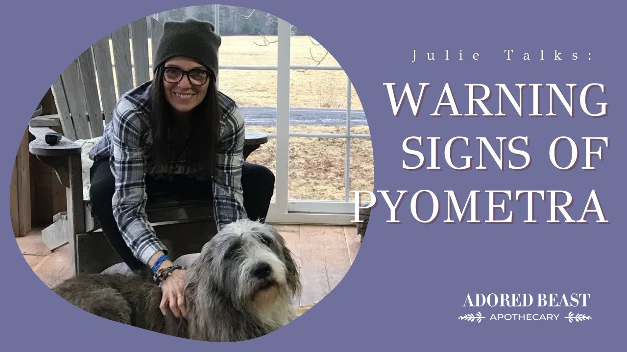 Warning Signs of Pyometra