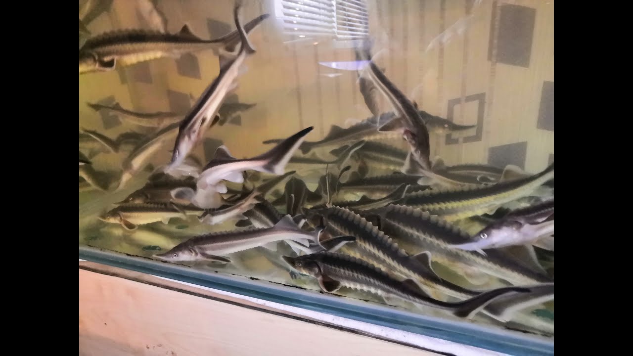 осетр без узв ( 60 осетровых в аквариуме)
