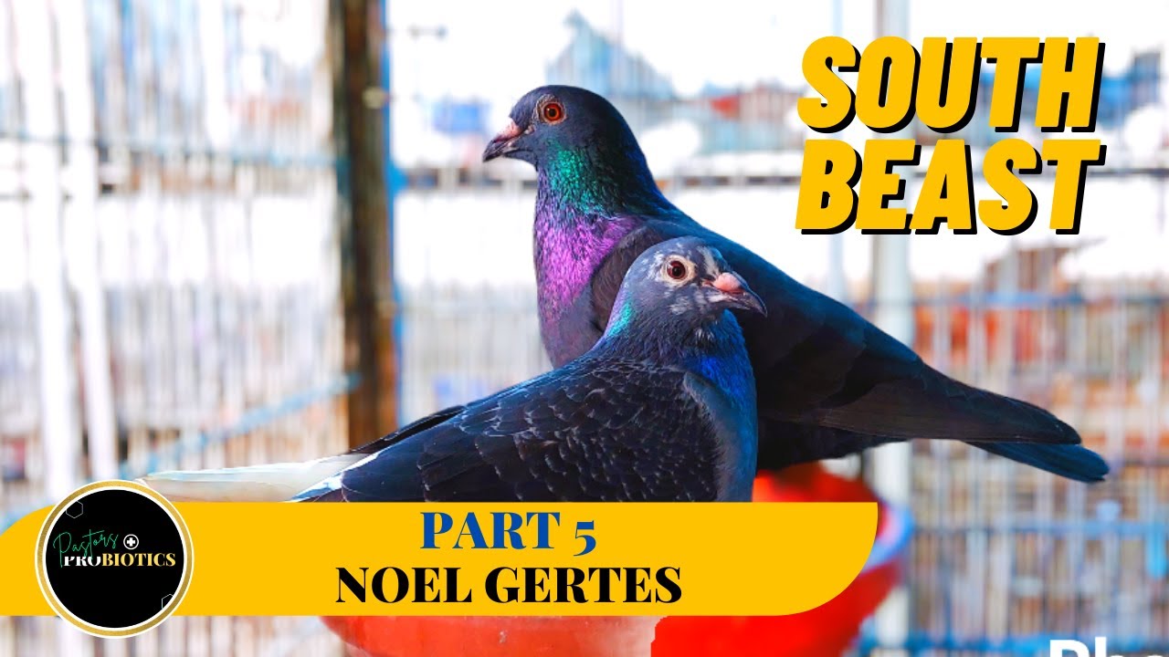 Kilalanin ang South Beast bird ni sir Noel Gertes!