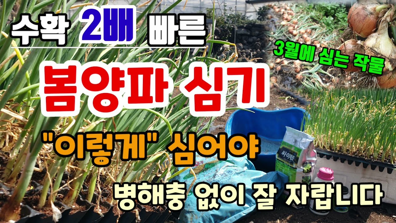 양파심는시기 수확2배 빠른 봄양파 이렇게 심어야 병해충 없이 잘 자라요 양파밑거름 병해충방제