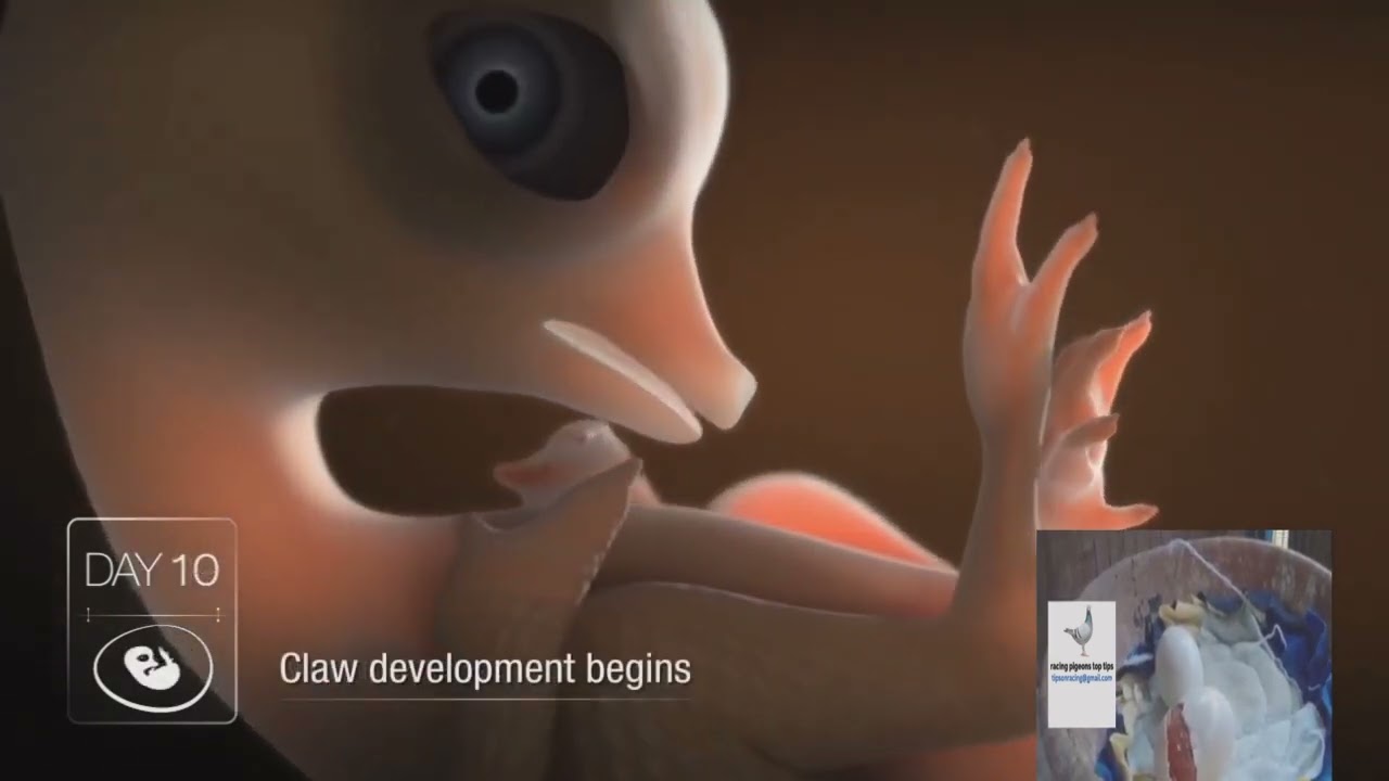 how a racing pigeons eggs hatch from day 1 to day 20
