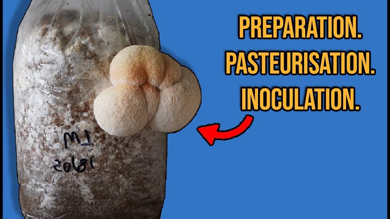 Growing Mushrooms on Sawdust Blocks (Pasteurizing substrate in bags).