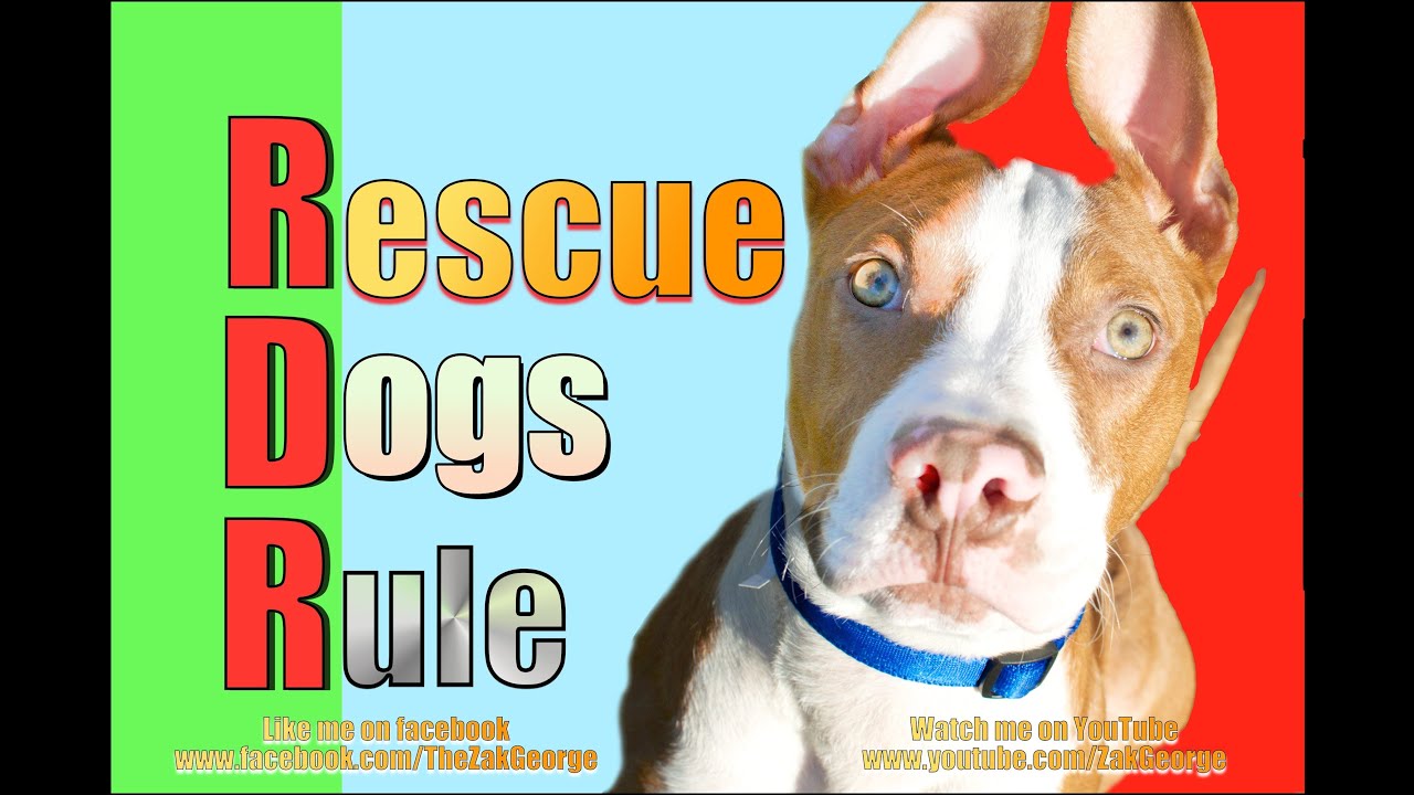 How to Start Training a New Dog FAST!