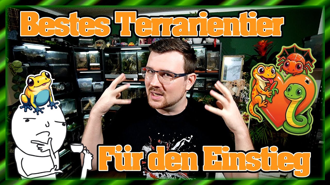 Das beste einsteiger Terrarientier